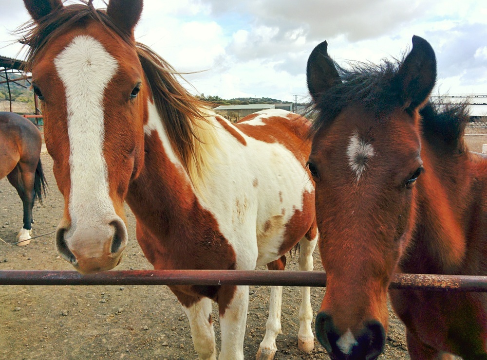 horses